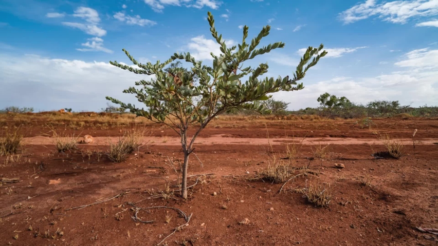 Dry Desert Tree Motion TimeLapse