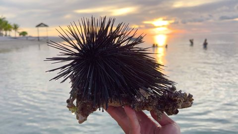 Man holds a sea urchin in his hand over the shallow ocean at low tide. Local fisherman holds in his hands a poisonous and dangerous black urchin with spikes