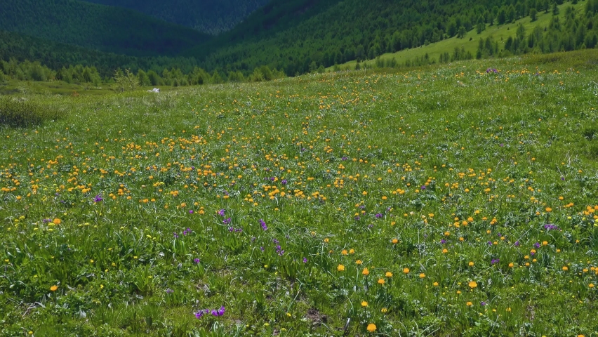 Alpine grass meadows in the flowering period in early summer. Altai mountains, Alpine pastures, forb meadow. Developed cattle breeding and collection of medicinal raw materials Royalty-Free Stock Footage #1085931827