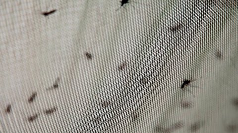 Mosquitoes attacking a person have accumulated on a mosquito net