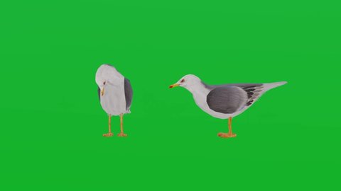 Seagulls on green screen background, Isolated visual effects animal,Scenes creation for 3D Animation with chroma key.