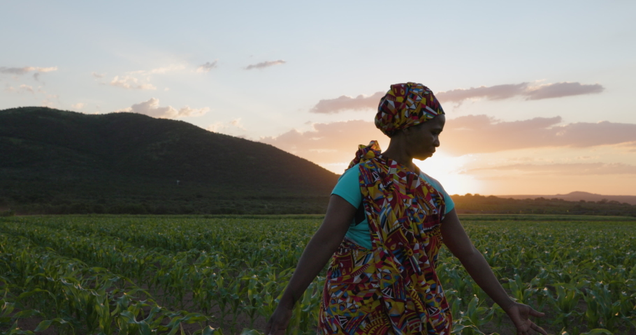 Close-up portrait. Black African woman farmer in traditional clothing walking in a large corn crop at sunset. Irrigation in background Royalty-Free Stock Footage #1085934968