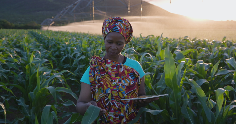 Close-up. Black African woman farmer in traditional clothing using a digital tablet monitoring a large corn crop. Irrigation in background Royalty-Free Stock Footage #1085935709