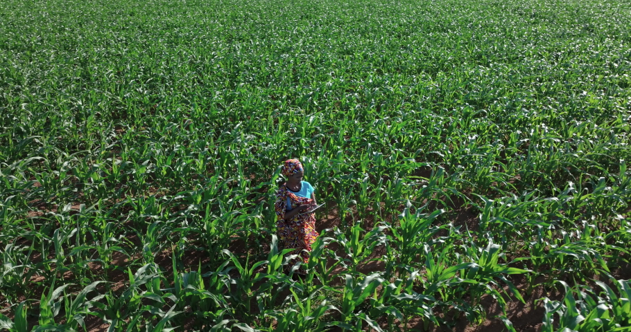 Aerial view. Black African woman farmer in traditional clothing using a digital tablet monitoring a large corn crop. Irrigation in background Royalty-Free Stock Footage #1085937287