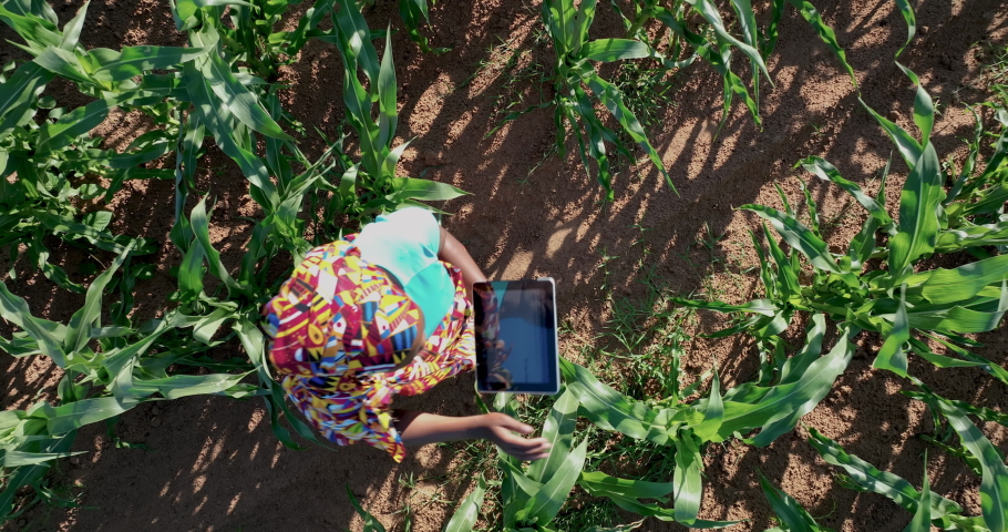 Aerial view. Zoom out. Black African woman farmer in traditional clothing using a digital tablet monitoring a large corn crop.  Africa farming Royalty-Free Stock Footage #1085937365