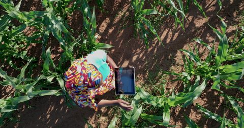 Aerial view. Zoom out. Black African woman farmer in traditional clothing using a digital tablet monitoring a large corn crop.  Africa farming
