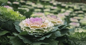 Plant of ornamental cabbage field with green leaves, Ornamental cabbage are cool weather plants that need cool temperatures to produce the best leaf colors.