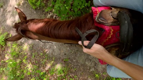 Vertical video. Point of view shot of a man riding a horse in a forest along with his family. Slowmotion video