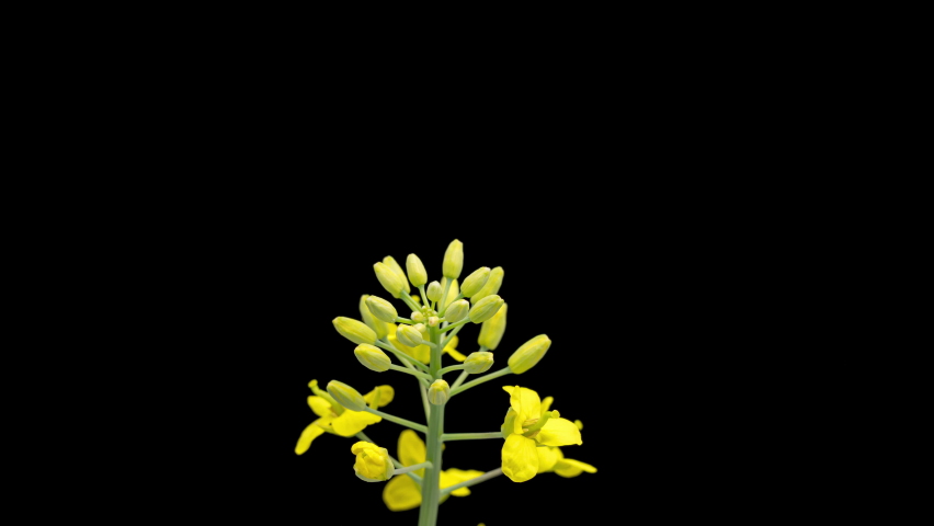4K Time Lapse of beautiful Rapeseed flowers isolated on black background. Time-lapse of flowering bright yellow Canola. Royalty-Free Stock Footage #1085943272