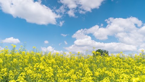 4K Time Lapse of beautiful Rapeseed flowers against blue sky with white clouds. Agricultural Landscape. Time-lapse of flowering bright yellow Canola field.