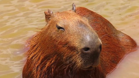 Safari Animals: Capybara resting in the river. Brazilian wetlands.