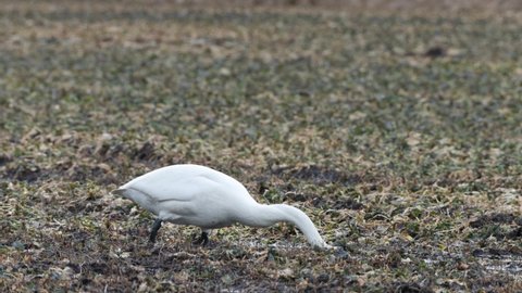 Two Whooper swans, Cygnus cygnus walking and eating on a rapeseed field during spring migration stop in Estonia, Northern Europe.	