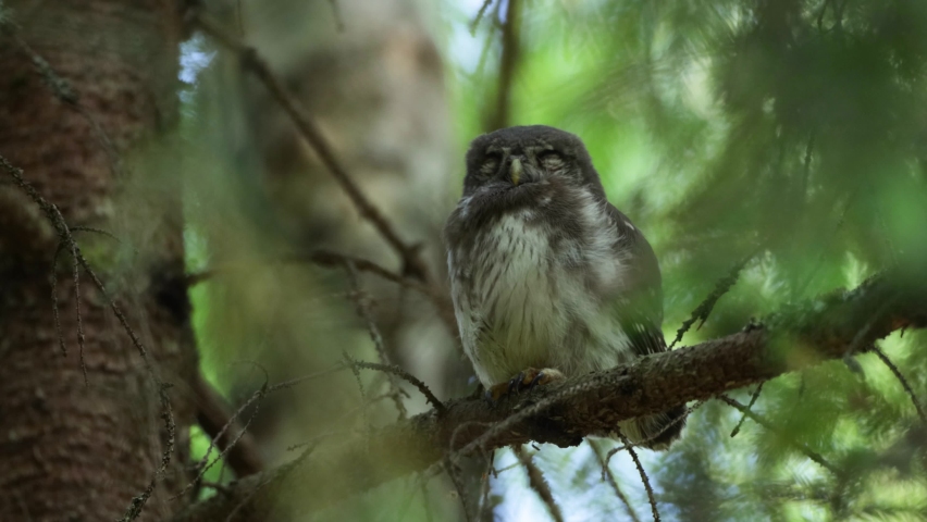 Adorable Pygmy owl chick sleeping on a branch in a boreal forest in Estonia, Northern Europe.	