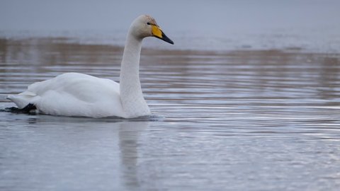An adult whooper swan (Cygnus cygnus) swimming