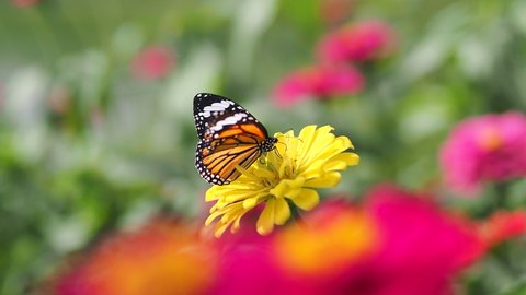Close-up video of Plain Tiger butterfly (Danaus chrysippus) seeking nectar of yellow zinnia petal in the garden, with blurry foreground and background of red flower.