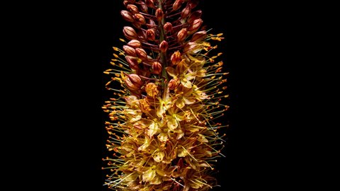 Orange Flower Eremurus Blooming in Time Lapse on a Black Background. Flowers Foxtail Lily or Eremurus Stenophyllus Opens Bud and Wilting After Faded