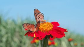 A close-up video of two Tawny Coster butterfly (Acraea violae) using a nectar tube to find nectar on Mexican sunflower petal with blurry background of blue sky and meadow.
