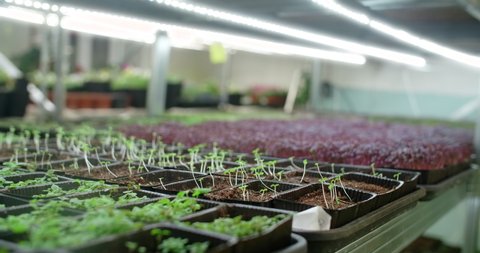 Growing colorfull microgreens on the shelves, vertical farming, home business, 4k 60p Prores