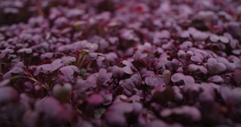 Macro footage: growed colorfull radish microgreens, vertical farming greens, home business, 4k 60p Prores