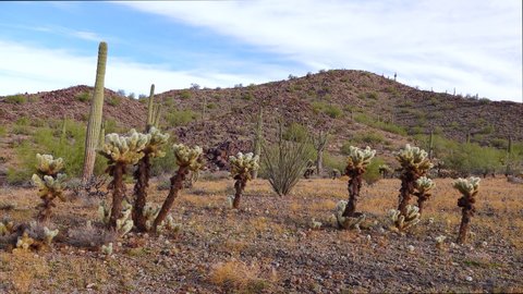 Teddy bear cholla (Cylindropuntia). Different types of cacti in the wild in a desert landscape. Arizona cacti. 
