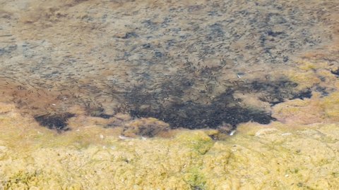 tadpoles and fishes swim in the pond, in the old salt pans of Stintino in Sardinia