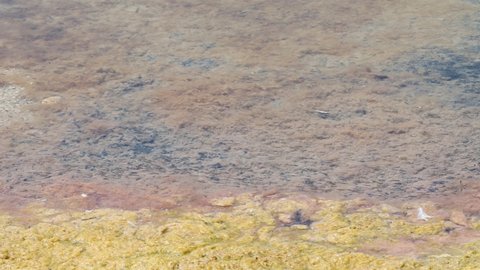 tadpoles and fish swim in the pond, in the old salt pans of Stintino in Sardinia