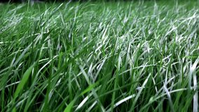 Green lush lawn background. Close-up side view. Field of dense grass in perspective. Garden care. Video footage hd. Healthy plant cover. Natural wallpaper. Freshness. Summer season. Windy weather