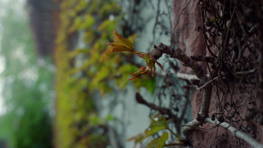 Beautiful nature bark texture on old pine tree trunk in spring outdoors. Close up moss stamp in majestic oak forest natural ecology wooden background. Earth green planet environment harmony concept.