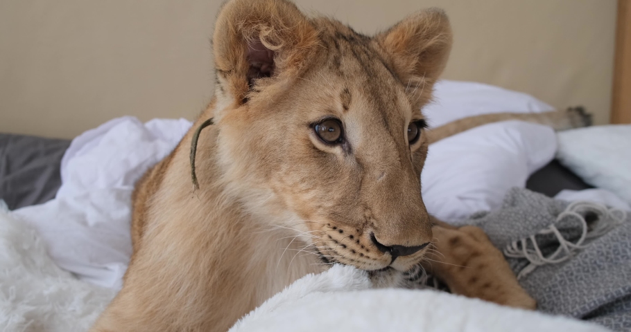Lion cub lying on bed