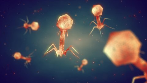 Animation of bacteriophages (bacterial viruses). Bacteriophages or phages are viruses that only infect bacteria.