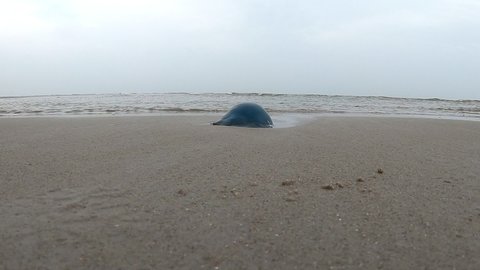 Blue jellyfish on the Dutch Wadden Sea coast