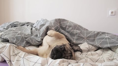 Funny pug dog emotional wake up at on bed or at dog friendly hotel room, looking out and barking. Happy puppy in playful mood 