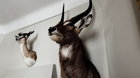 Low angle over impressive taxidermy collection of animal deer and stag heads with horns at wall