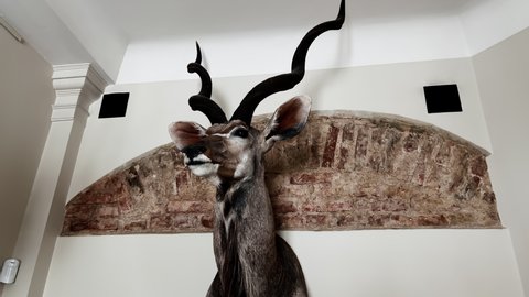 Taxidermy: Dead animal deer or stag head with horns at wall