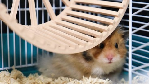 cute long haired syrian hamster in a cage