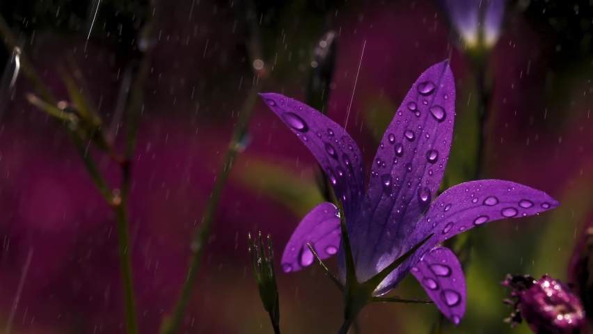 Beautiful purple flowers in macro photography. Creative. Small purple bright flowers with raindrops and bright sun on top.