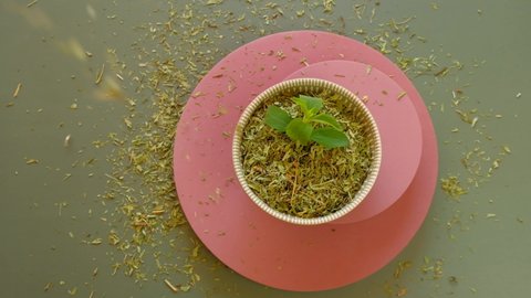 Stevioside Sweetener. Dry and fresh stevia.View from above. Stevia rebaudiana in a round cup on a pink pedestal.Organic natural low calorie sweetener. 4k footage