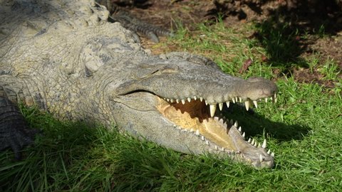 Female American Crocodile opening mouth