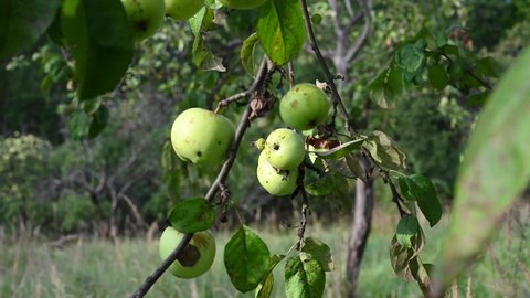 Branch with apples in the wind . Fruit hanging on a tree. Garden apples. Harvest . Prolific trees. Apple saved. The branch sways in the wind