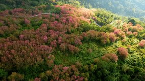Amazing scenery over the Wild Himalayan Cherry Trees in a beautiful forest, Phu lom lo, Loei, Northern Thailand. Aerial view from a drone. Stunning stock video footage. Travel and holiday concept. 4K
