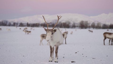 Majestic white male reindeer standing in snowy habitat; polar night