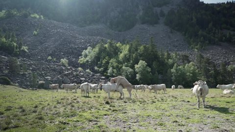 Static view of a group of white domesticated cows frolicking around while grazing on a beautiful sunny morning in the Pyrenees in France.