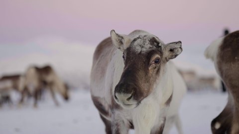 White reindeer standing and chewing in snowy landscape, close up shallow focus