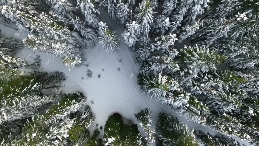 Aerial rising above tall snow covered evergreen trees near a ski resort.