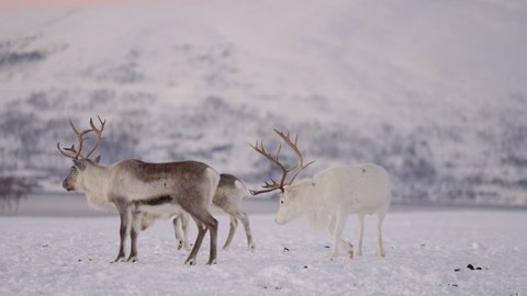 Caribou exploring the snowy habitat of the arctic outside Tromso, Norway