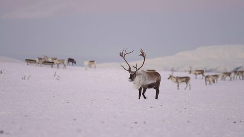 Bull Caribou with big set of antlers walking over remote snowy landscape