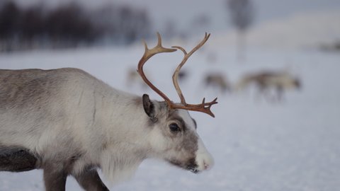 Male Caribou walks in snowy arctic habitat; distinctive set of antlers