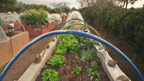 Grow your own food concept, community garden with lettuce, strawberries and leafy greens in raised beds and container boxes