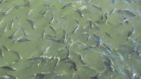 Slow motion of small tilapia fish swims near the water surface