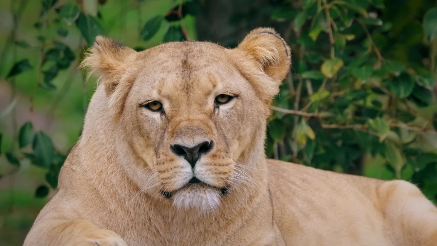 Southwest African lion (Panthera leo bleyenberghi), lioness roaring, animal sound